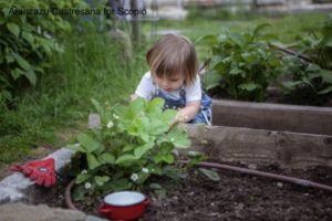 Toddler attending the garden raised bed strawberries