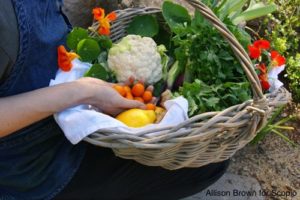 Basket with summer harvest
